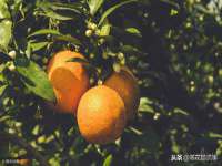 徐州鼎沃文化传媒有限公司